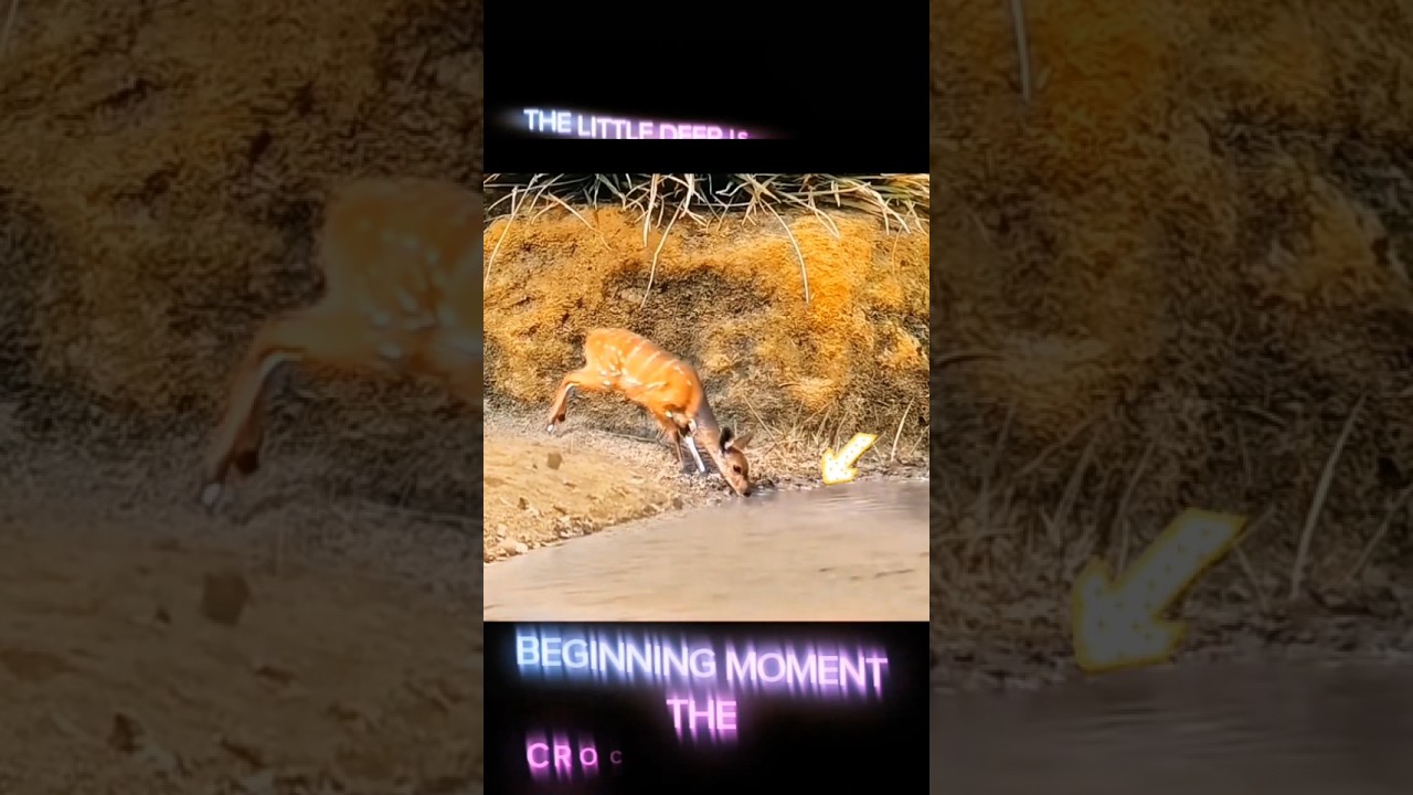 Prey Escapes the Croc 