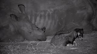 Cute Snoozing Rhinos Get Some Rest with Friends