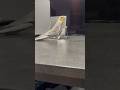 何か足りない‥弱そうなダースベーダーを歌うオカメインコのふーさん♪