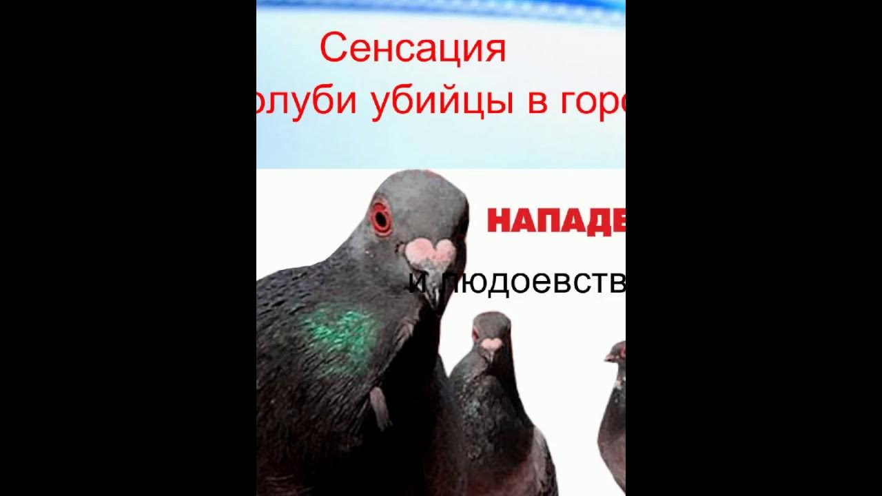 Смешной голубь. Американский голубь. Смешной голубь. Голубиный народ это. Голуби разлетаются.