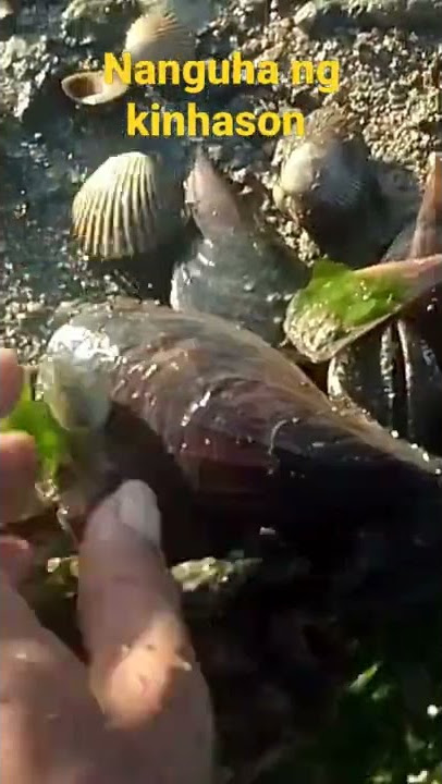 ANG DAMI KUHA KUNG KINHASON PALAPD PALAD