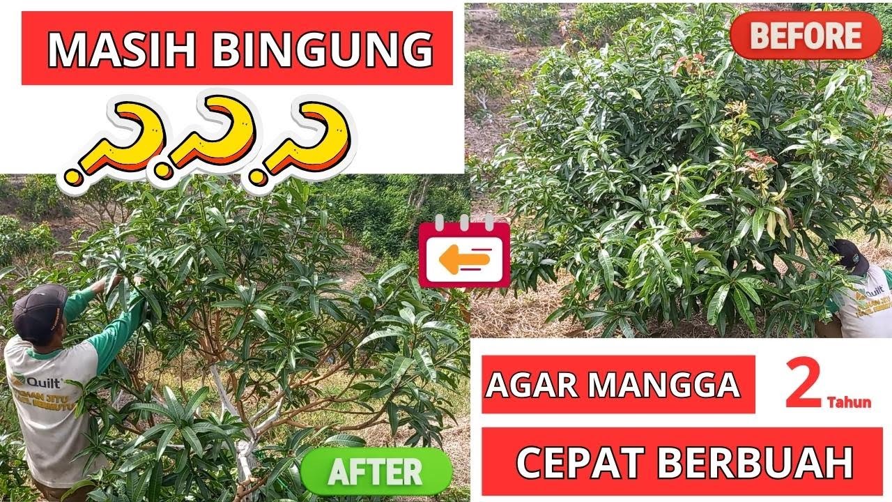 Cara Pruning Mangga Umur 2 Tahun Agar Cepat Berbuah