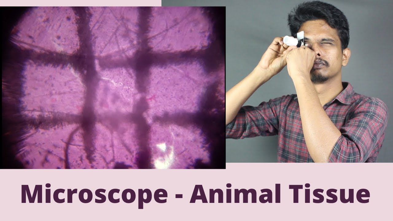 Microscope Animal Tissue Class 9 Experiential Activity YouTube