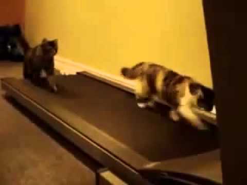 قطط تلعب رياضة