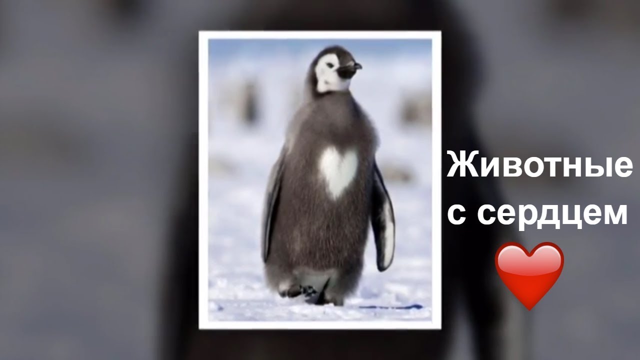 "Сердечный" окрас у Кошек, Собак и другие Животные с Сердцем / animals ...