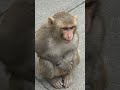 #funny #monkey #comedy #cute #cat #youtubeshorts #video