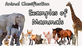 List of Mammals | What is a mammal? | Science for Kids | Mammal Habitats | Animal Facts