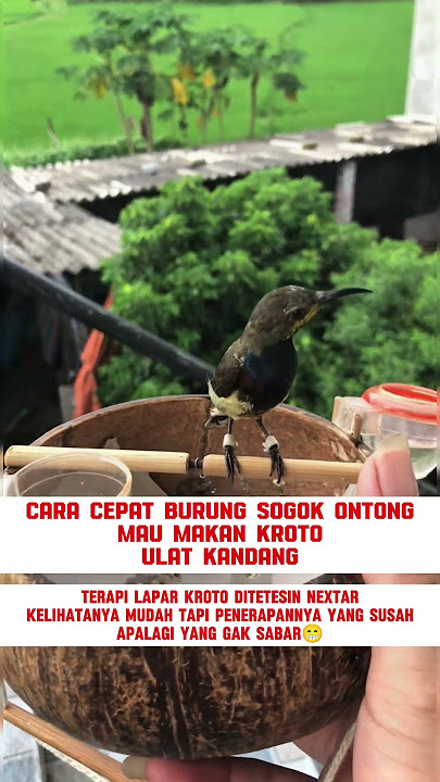 Cara Cepat Burung Sogon Mau Makan Kroto dan ulat kandang #burung #kicaumania #kicaumaniaindonesia