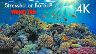 If You Are Stressed Or Bored Then Watch This Video | Colorful Sea Life In The Ocean In 4K Uhd Video