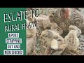 Escape to rural France - Stripping out and new chicks! EP003