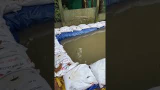 കൊയ് കാർപ്പിന് കുളം ഉണ്ടാക്കി പണി കിട്ടി...😔 | new koi carp pond in rain season | buying koi carp screenshot 4