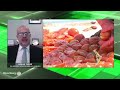 Salçalık Domateste Sözleşmeli Üretim Neden Düştü?