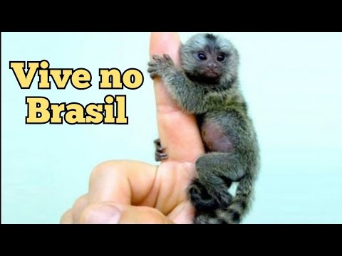 Vídeo: O menor macaco - sagui pigmeu