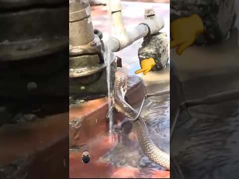 تشرب وتخلط سمها في الماء شاهد أغرب مشهد للكوبرا