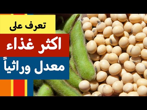 تعرف على اكثر الاغذية المعدلة وراثيا