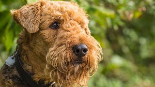 How to Keep Your Soft Coated Wheaten Terrier Comfortable in Cold Climates