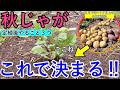 【有用菌栽培】秋じゃが成功は定植後この３つの管理で決まる｜ただ植えるだけではダメです