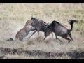 Incredible Video of Mother Wildebeest Defending Young from Hungry Leopard