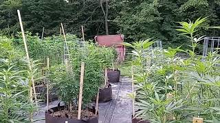Went Out To Feed The Girls
