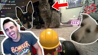 cats still HATE Mario, dogs LOVE chase the treat // Mario Kart Live: Home Circuit