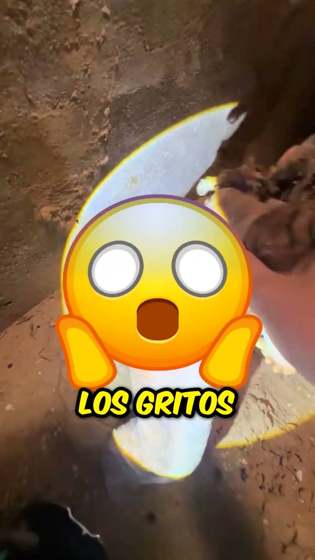 Animal rescatado de la alcantarilla ?