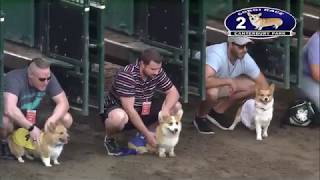 Canterbury Park Corgi Encore Races 7-4-18