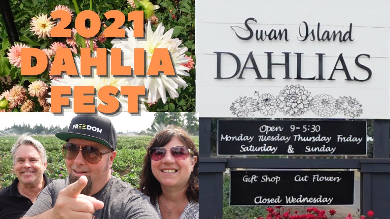 Swan Island Dahlia Festival in Canby, Oregon! YouTube