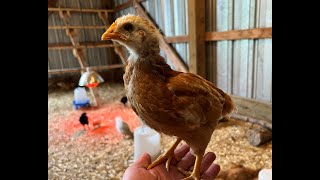One Month Chicken Updates - Black Sex Link, Calico Princess, Isa Brown & Sapphire Splash Princess Chicken Breed