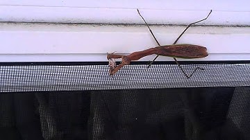 Praying mantis captures and starts to eat stink bug