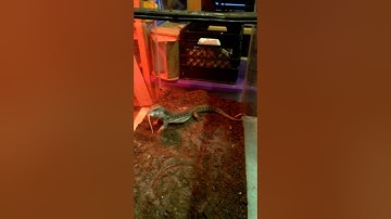 Feeding Savannah Monitor part 2