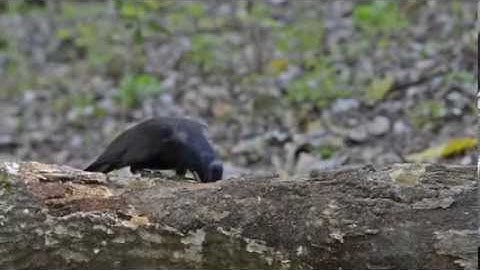 New Caledonian crow using a tool.