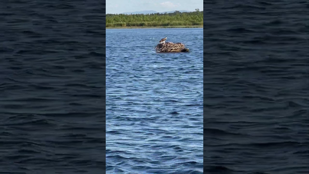 Osprey chilling in the Adirondacks 