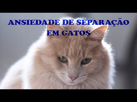 Vídeo: Ansiedade De Separação Em Gatos