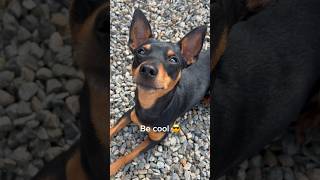 Advise of a cute Miniature Pinscher #miniaturepinscher #dogshorts #minpin #doglove #dogvideo #viral