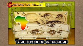 Таинственное заселение Африканских гигантов ● Camponotus fellah