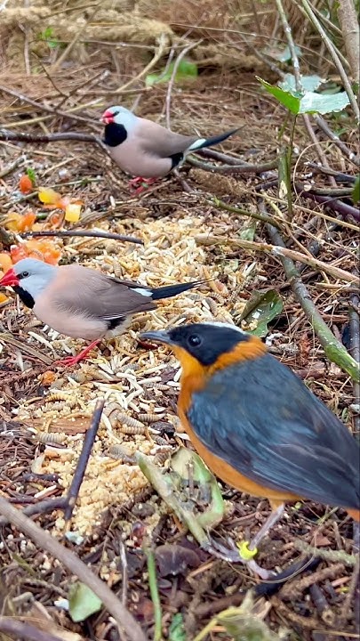 Finches and Softbills Bird Aviary #animals #birds #bird #nature #pets # ...