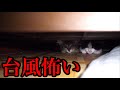 【保護猫】台風１４号に怯える２匹の子猫