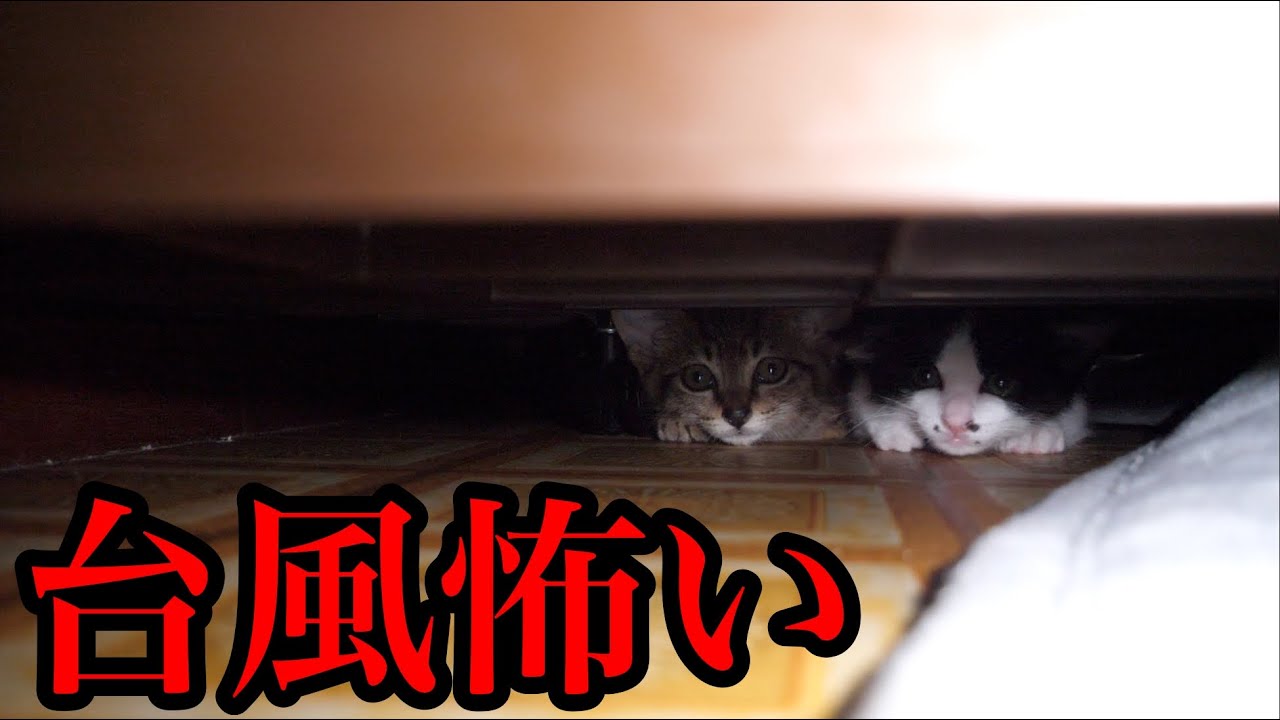【保護猫】台風１４号に怯える２匹の子猫