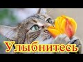 Смешное про животных|Приколы с котами| Видео про котов| Кошки|Позитив|Создай себе хорошее настроение