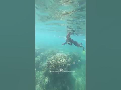 Schnocheln auf Gili Rengit auf Lombok | Snorkeling di Gili Rengit di ...