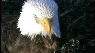 Decorah  female eagle  brings rabbit into nest 3\/ 27\/ 11 7:05 pm