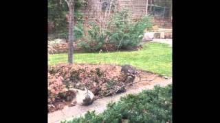 Raccoon Having a Seizure - Distemper/Rabies