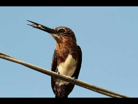 Canto do agulha-sombria | Pássaros Org