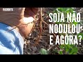 SOJA NÃO NODULOU E AGORA?