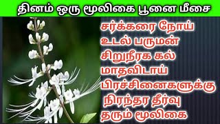 தினம் ஒரு மூலிகை பூனை மீசை சர்க்கரைநோய் சிறுநிரககல் காக்காவலிப்பு ரத்த அழுத்தம் மாதவிடாய் பிரச்சனைகள