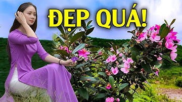 NGẤT NGÂY Trước Vẻ Đẹp "Đồi Hoa Sim" Đang Nở Rộ