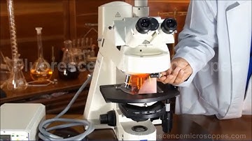 Zeiss AxioPlan 2ie MOT Motorized Upright Fluorescence Microscope (SKU-037)