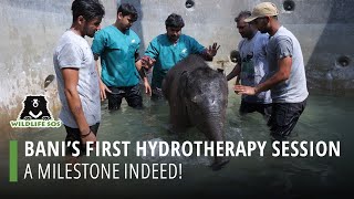 Bani's First Hydrotherapy Session! by Wildlife SOS 16,618 views 3 months ago 1 minute, 5 seconds