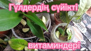 Үлкен бөкселерімен бассейннің жағасында блят