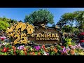 Disney&#39;s Animal Kingdom 25th Anniversary Celebration